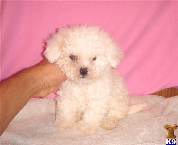 Puppies in CA